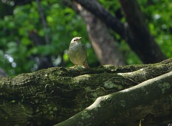 Japanese Bush Warbler Maioka Park Thu, 5/2/2024