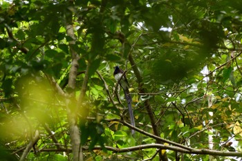 Black Paradise Flycatcher 兵庫県 Thu, 5/2/2024