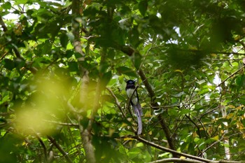 サンコウチョウ 兵庫県 2024年5月2日(木)