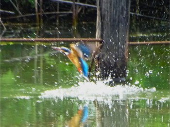 カワセミ 舞岡公園 2024年5月2日(木)