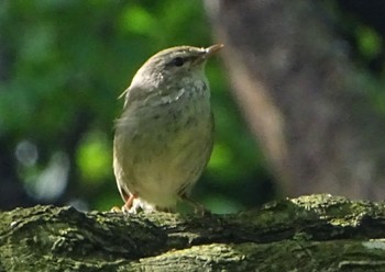 Japanese Bush Warbler Maioka Park Thu, 5/2/2024