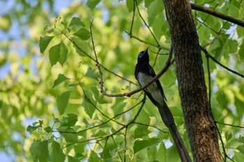 Black Paradise Flycatcher 大阪府 Thu, 5/2/2024