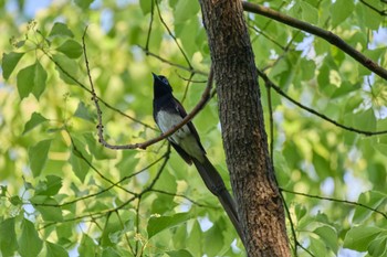 Black Paradise Flycatcher 大阪府 Thu, 5/2/2024