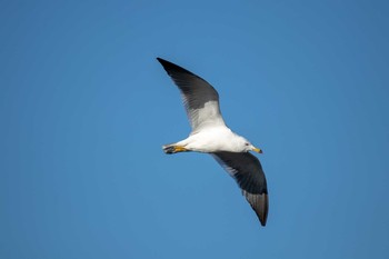 ウミネコ 宮城県本吉郡南三陸町志津川 2019年1月2日(水)