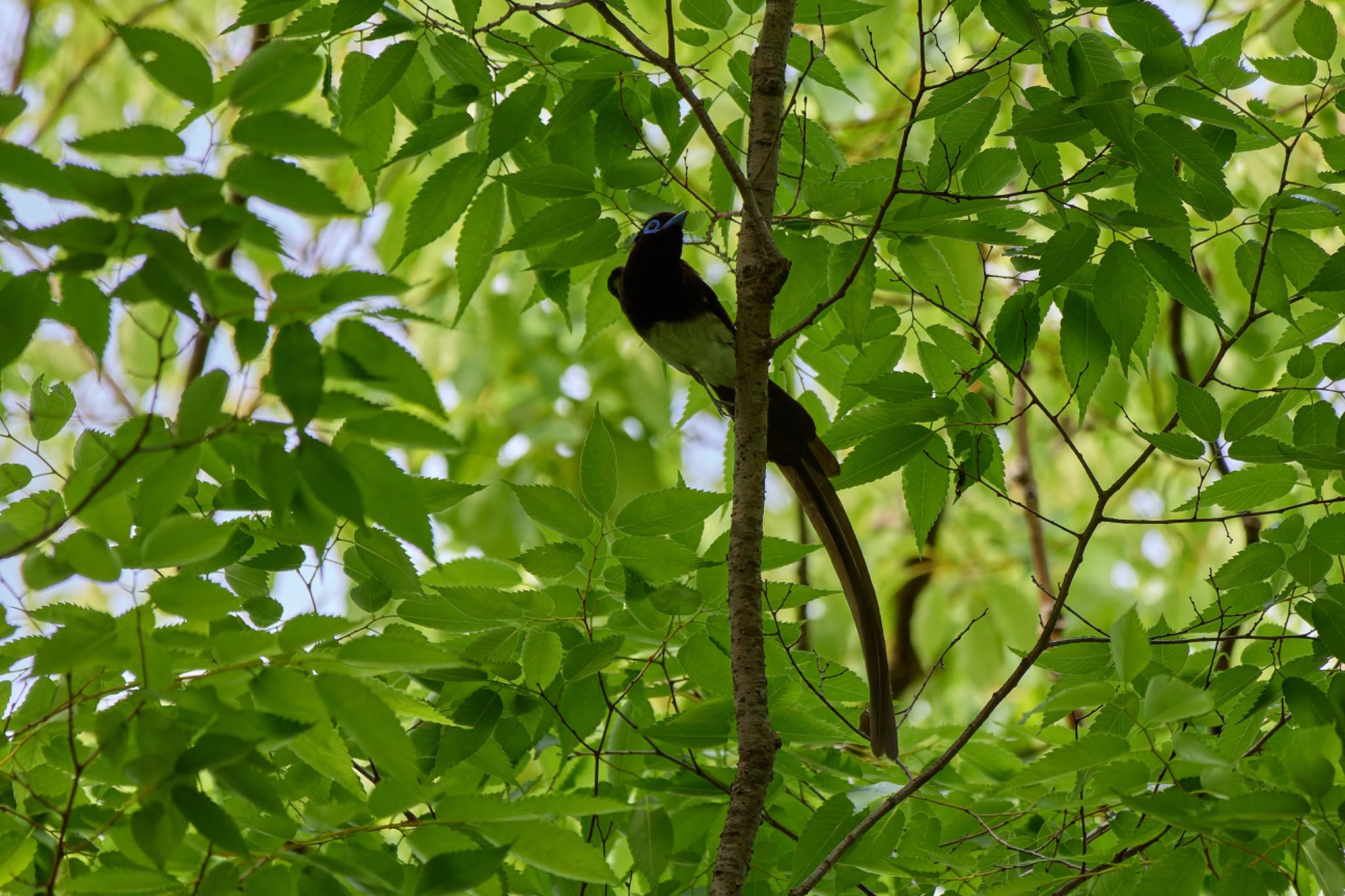Photo of Black Paradise Flycatcher at 大阪府 by 明石のおやじ