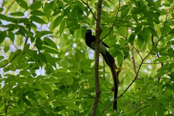 Black Paradise Flycatcher 大阪府 Thu, 5/2/2024