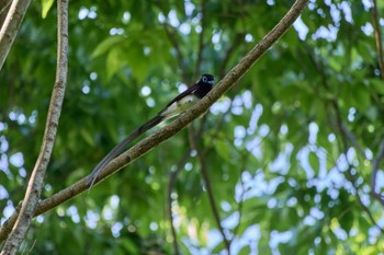 Black Paradise Flycatcher Unknown Spots Thu, 5/2/2024