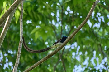 Black Paradise Flycatcher 大阪府 Thu, 5/2/2024