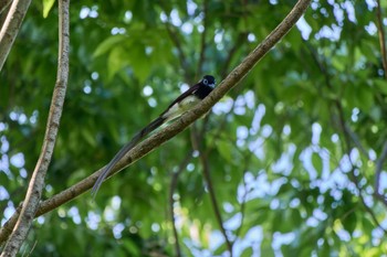 Black Paradise Flycatcher 大阪府 Thu, 5/2/2024