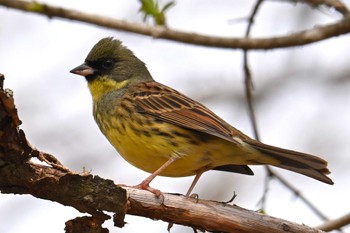 Masked Bunting 大蔵高丸 Mon, 4/29/2024