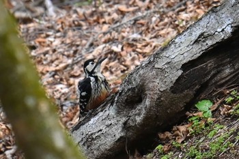 White-backed Woodpecker 大蔵高丸 Mon, 4/29/2024