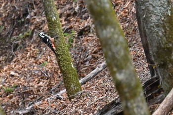 White-backed Woodpecker 大蔵高丸 Mon, 4/29/2024