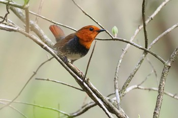 Japanese Robin 伊香保森林公園 Mon, 4/29/2024