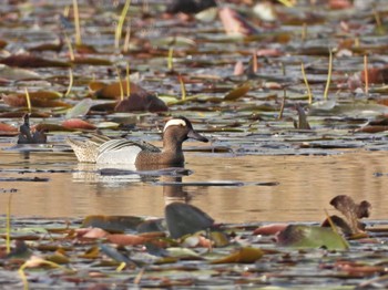 Garganey 見沼自然公園 Sun, 4/14/2024