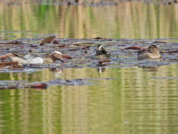 シマアジ 見沼自然公園 2024年4月14日(日)