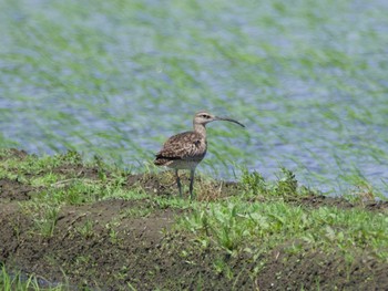 Eurasian Whimbrel Inashiki Thu, 5/2/2024