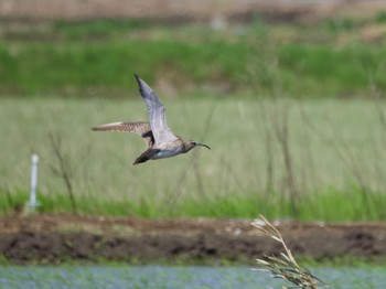 Eurasian Whimbrel Inashiki Thu, 5/2/2024