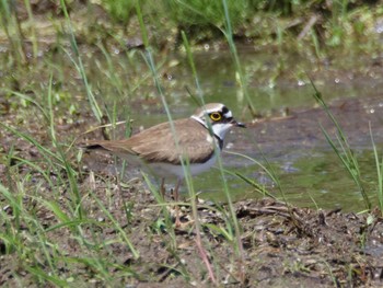 Little Ringed Plover Inashiki Thu, 5/2/2024