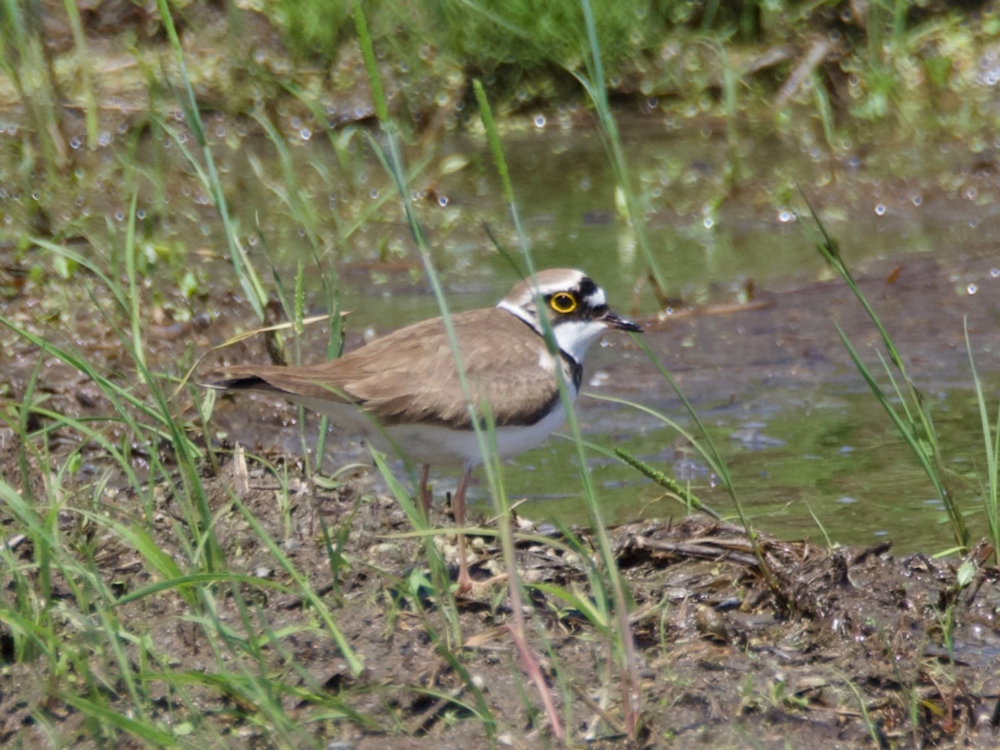 Photo of Little Ringed Plover at Inashiki by スキーヤー