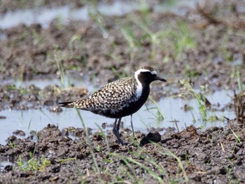 Pacific Golden Plover Inashiki Thu, 5/2/2024