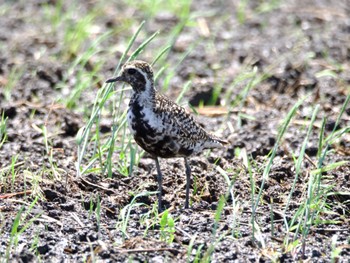 Pacific Golden Plover Inashiki Thu, 5/2/2024