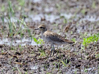 Pacific Golden Plover Inashiki Thu, 5/2/2024