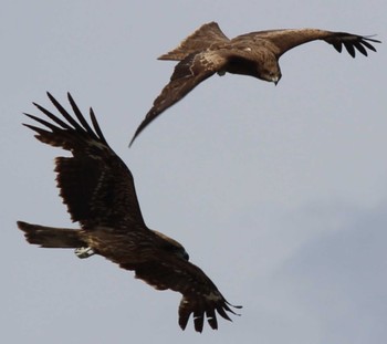 Thu, 5/2/2024 Birding report at くりはま花の国