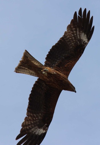 Black Kite くりはま花の国 Thu, 5/2/2024