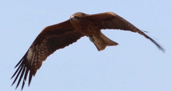 Black Kite くりはま花の国 Thu, 5/2/2024