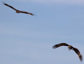 Black Kite くりはま花の国 Thu, 5/2/2024