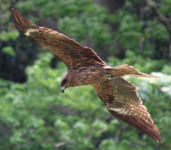 Black Kite くりはま花の国 Thu, 5/2/2024