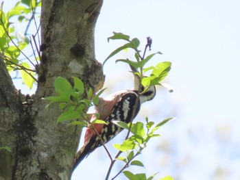 White-backed Woodpecker 荒沢湿原 Sun, 4/28/2024