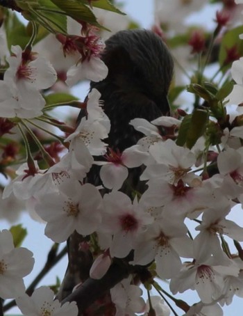 Brown-eared Bulbul 東京工業大学大岡山キャンパス Thu, 4/11/2024