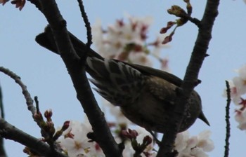 ヒヨドリ 東京工業大学大岡山キャンパス 2024年4月11日(木)