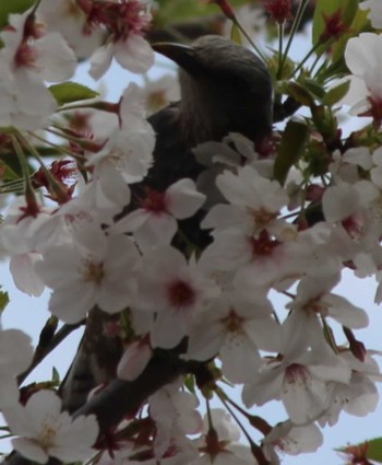 Brown-eared Bulbul 東京工業大学大岡山キャンパス Thu, 4/11/2024