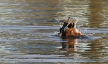 Northern Shoveler Hama-rikyu Gardens Sun, 4/14/2024