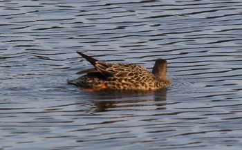 Northern Shoveler Hama-rikyu Gardens Sun, 4/14/2024