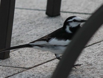 White Wagtail Hama-rikyu Gardens Sun, 4/14/2024