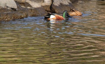 ハシビロガモ 浜離宮恩賜庭園 2024年4月14日(日)