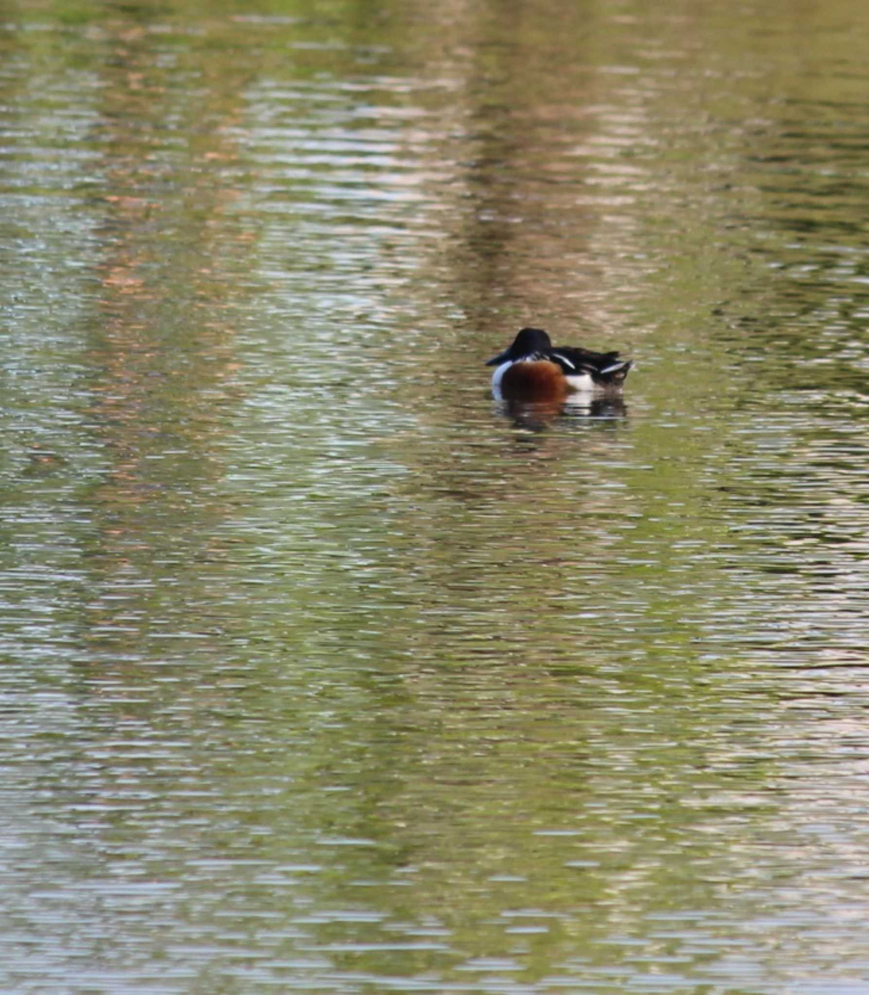 Photo of Northern Shoveler at Hama-rikyu Gardens by kj