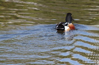 Northern Shoveler Hama-rikyu Gardens Sun, 4/14/2024