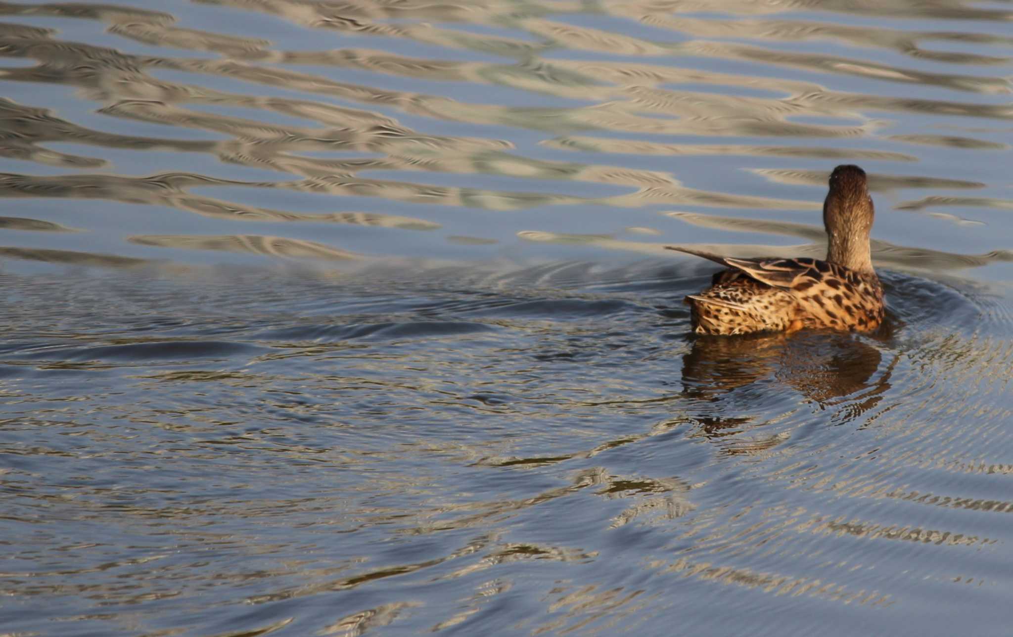 Northern Shoveler