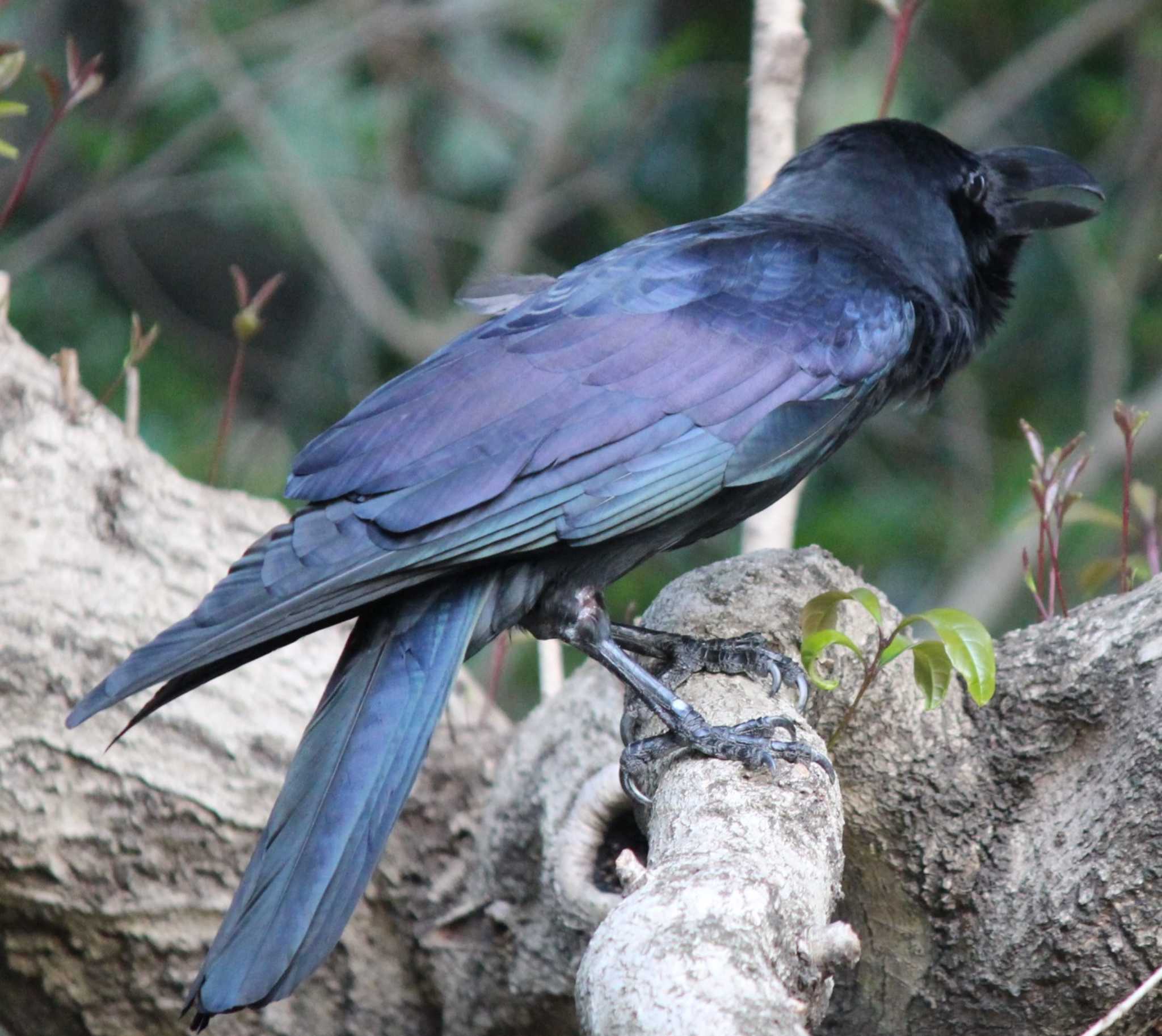 Photo of Large-billed Crow at Hama-rikyu Gardens by kj