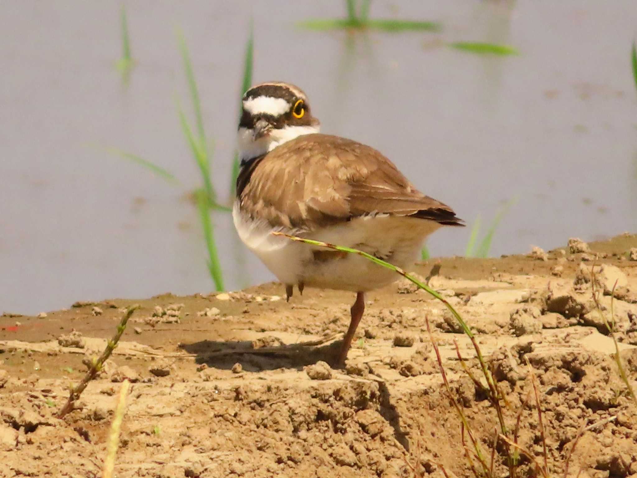 Photo of Little Ringed Plover at Inashiki by ゆ