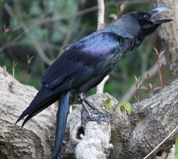 Large-billed Crow Hama-rikyu Gardens Sun, 4/14/2024