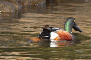 ハシビロガモ 浜離宮恩賜庭園 2024年4月14日(日)