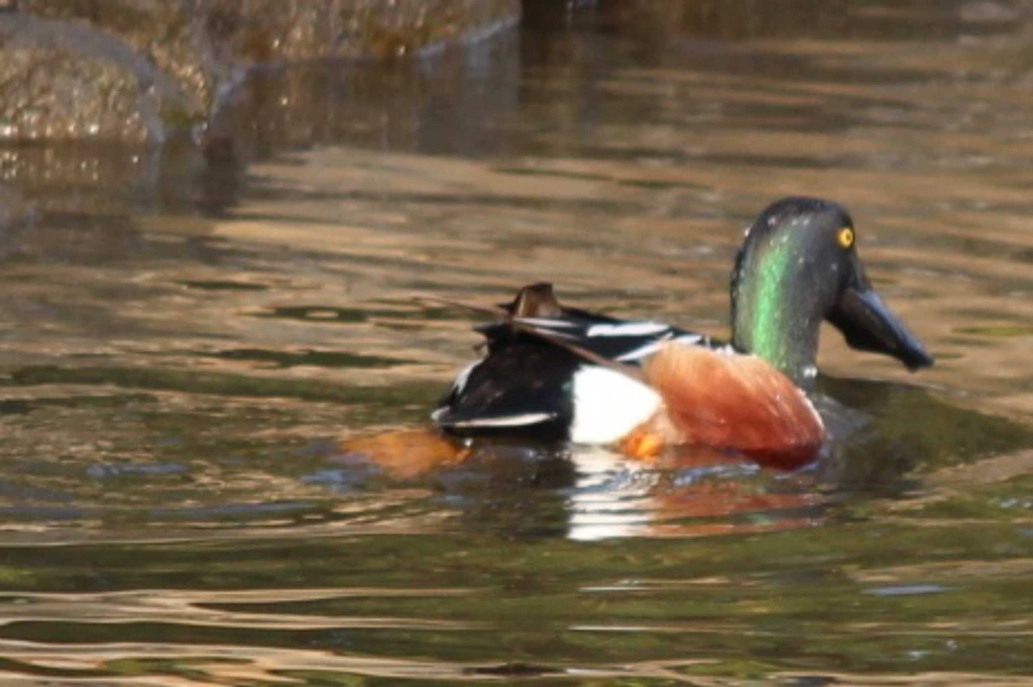 Northern Shoveler