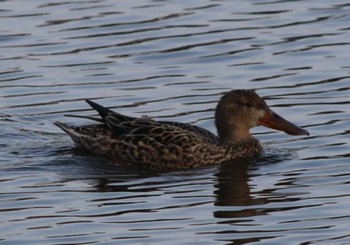 Northern Shoveler Hama-rikyu Gardens Sun, 4/14/2024