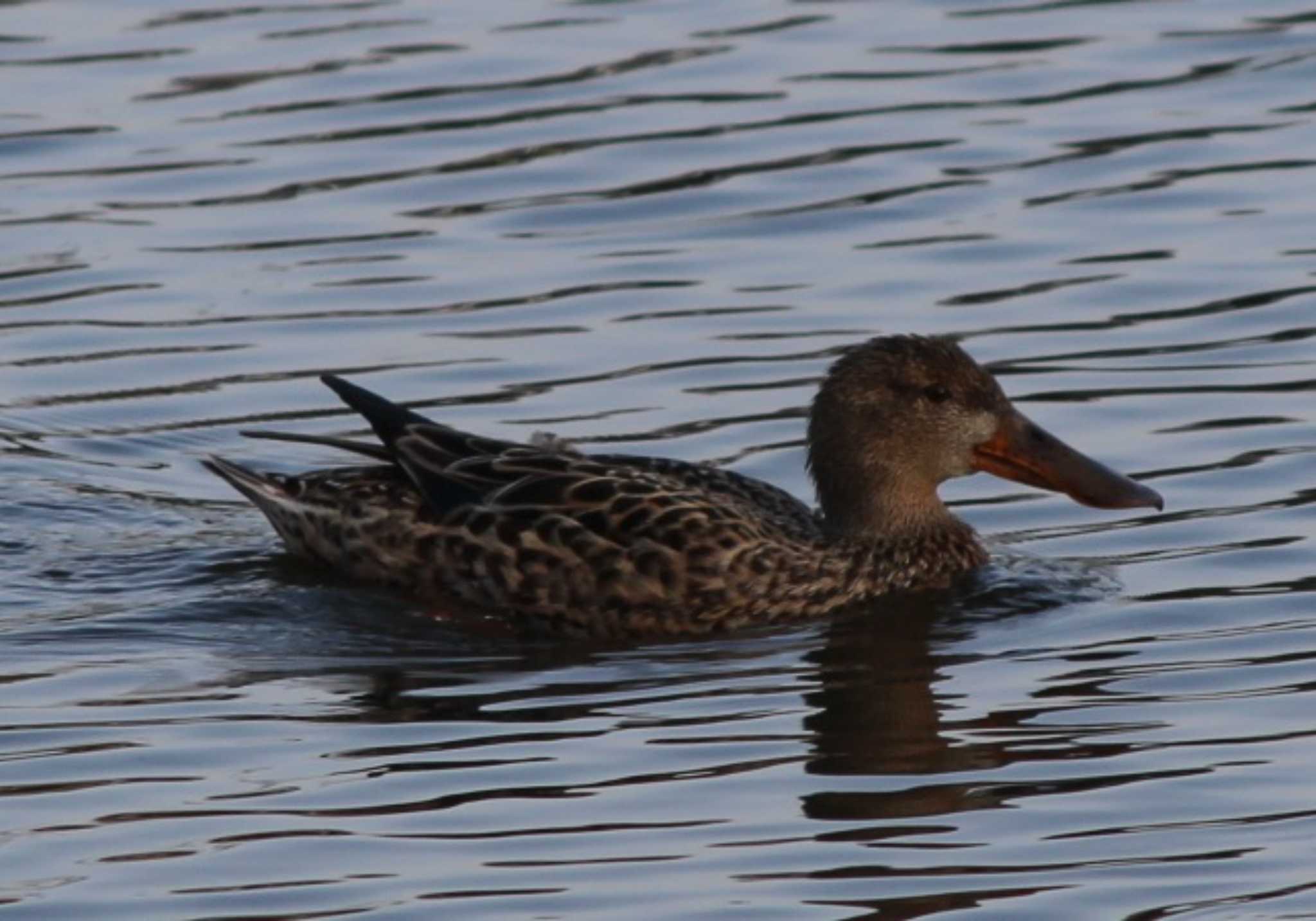 Northern Shoveler