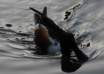 Northern Shoveler Hama-rikyu Gardens Sun, 4/14/2024